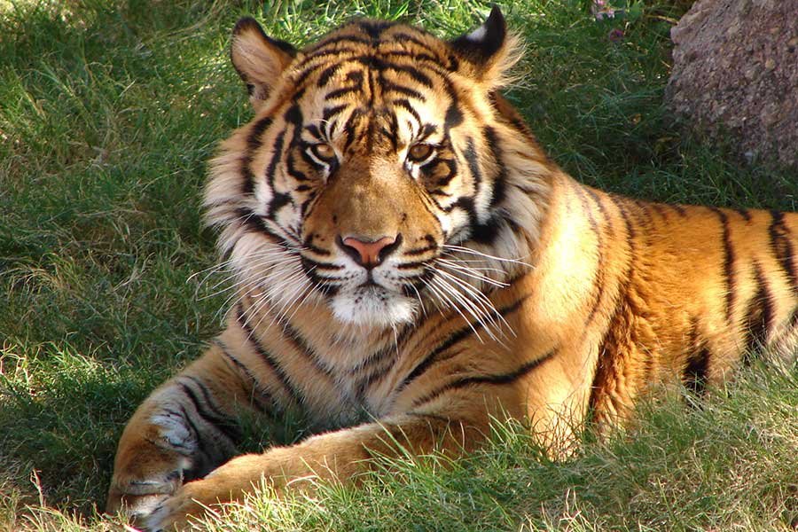 Bharatpur - Ranthambore Wildlife Tour